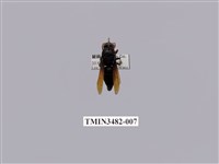 藏品(漆黑原喙蜾蠃)的圖片